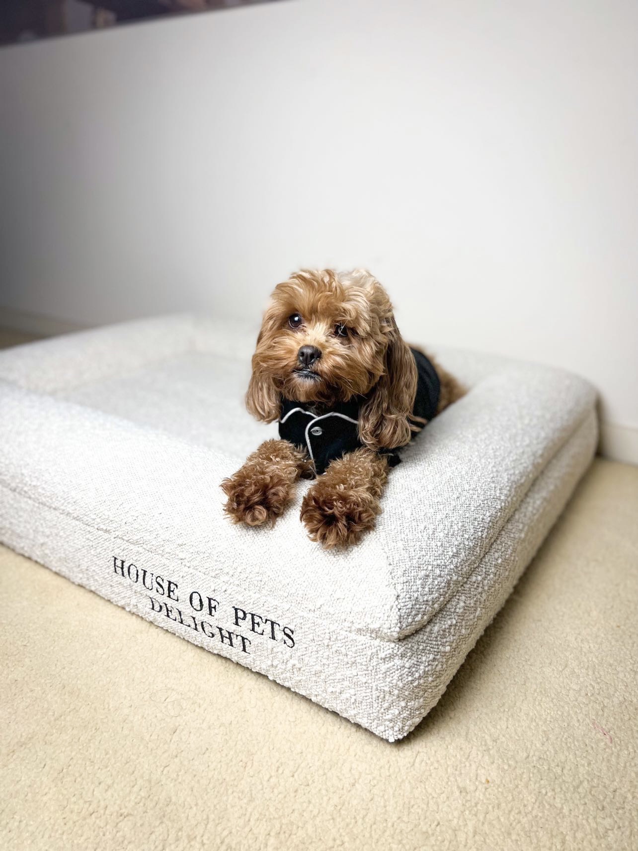 Memory Foam Dog Bed in Boucle
